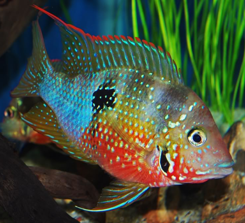 Spot Cheek Cichlid (Thorichthys Ellioti)