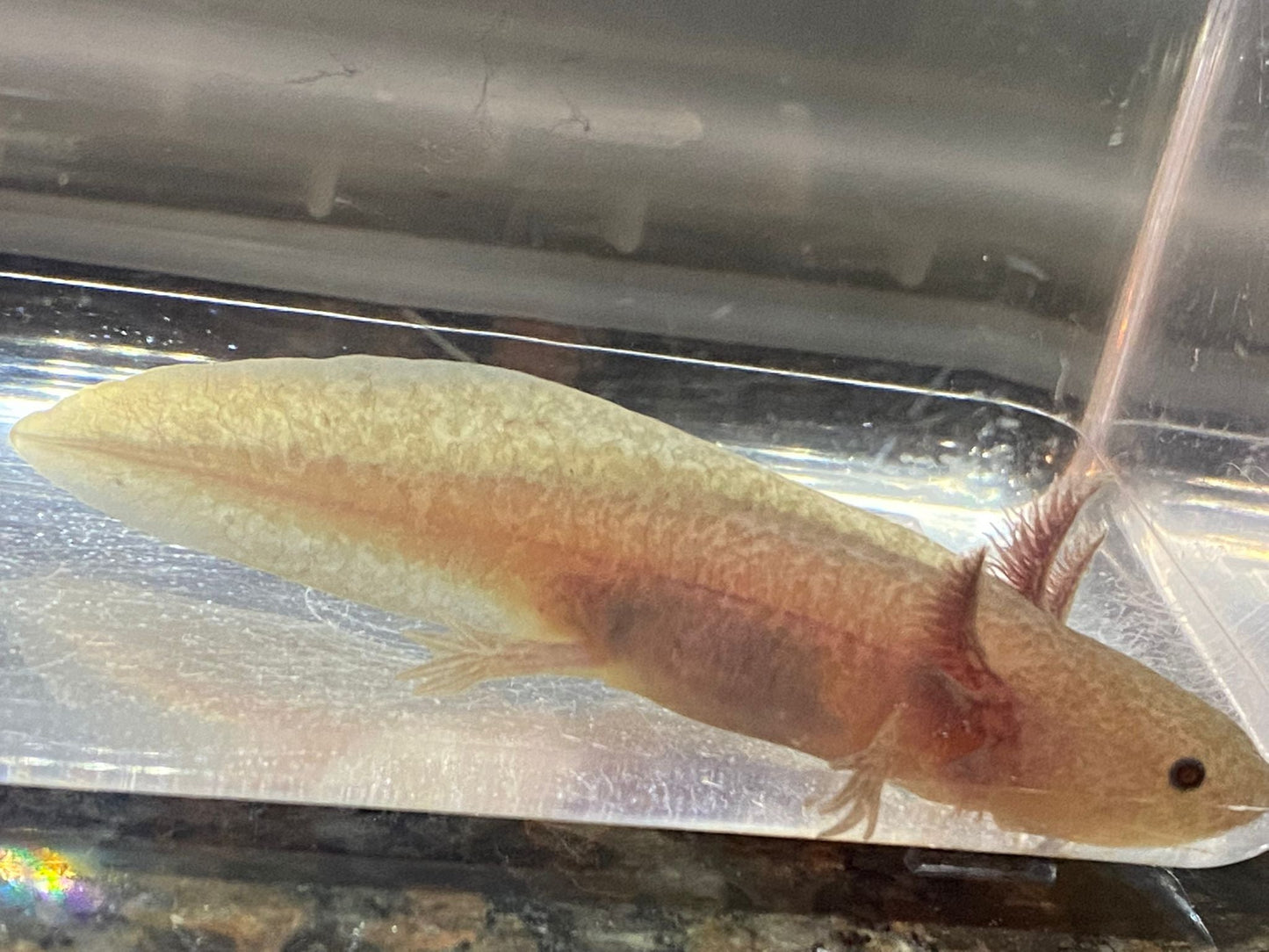 Melanoid Axanthic Copper MAC Axolotl (Ambystoma mexicanum)