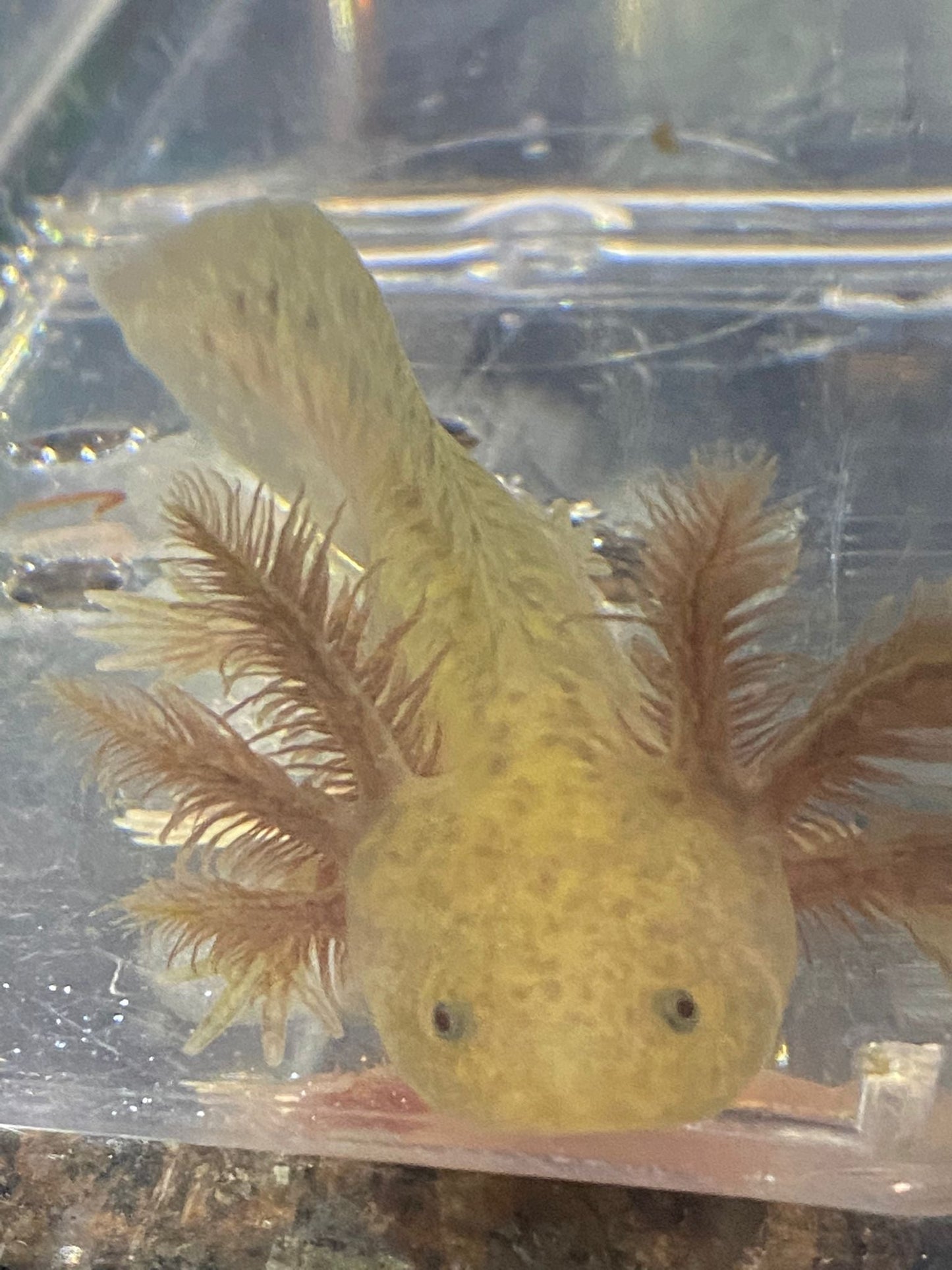 GFP Copper Axolotl (Ambystoma mexicanum)