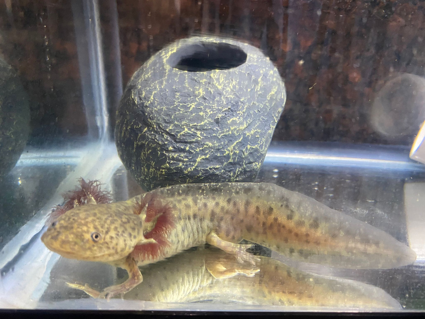 Light Based Spotted Axolotl (Ambystoma mexicanum)