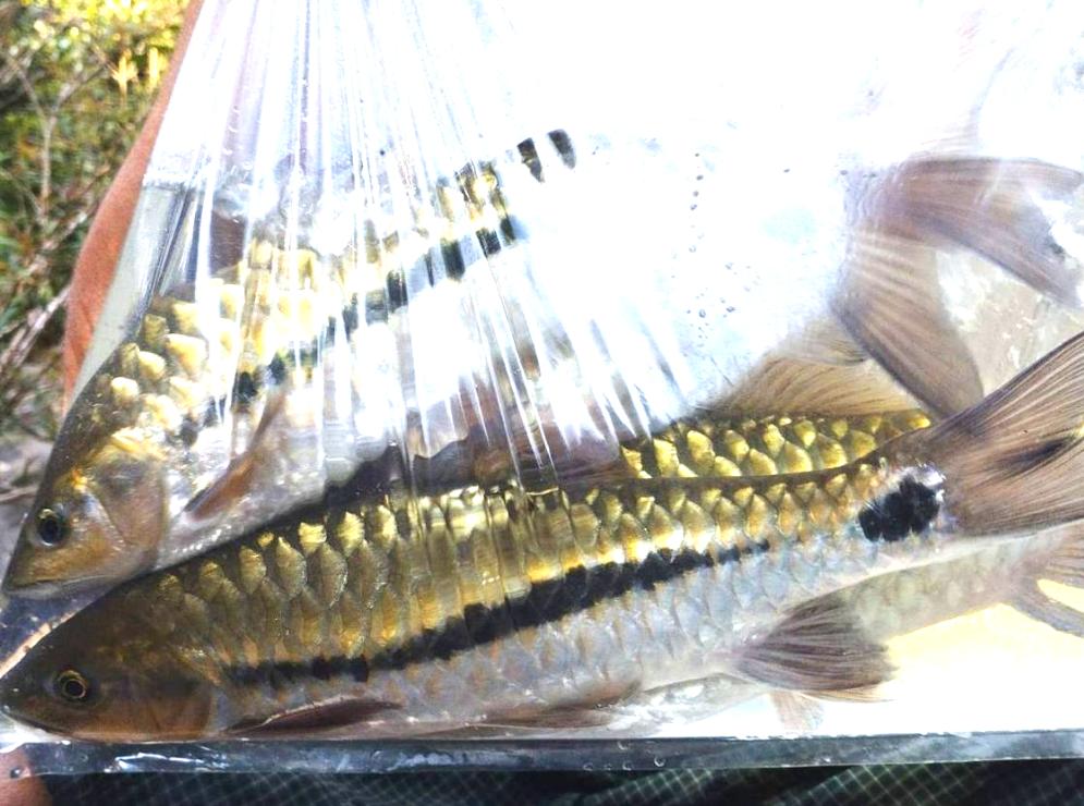 Stevensonii Mahseer (Neolissochilus stevensonii)