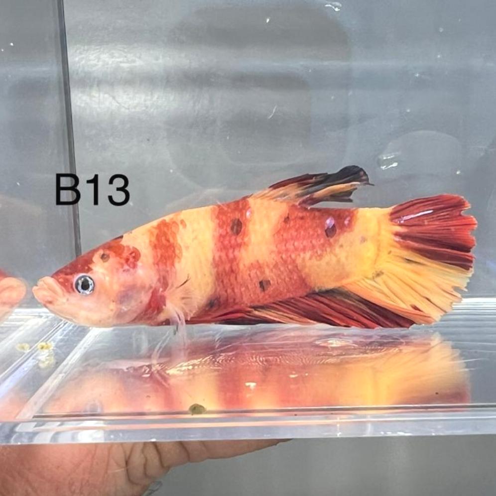 Candy Nemo Galaxy Koi Plakat Betta Fish (Betta splendens)