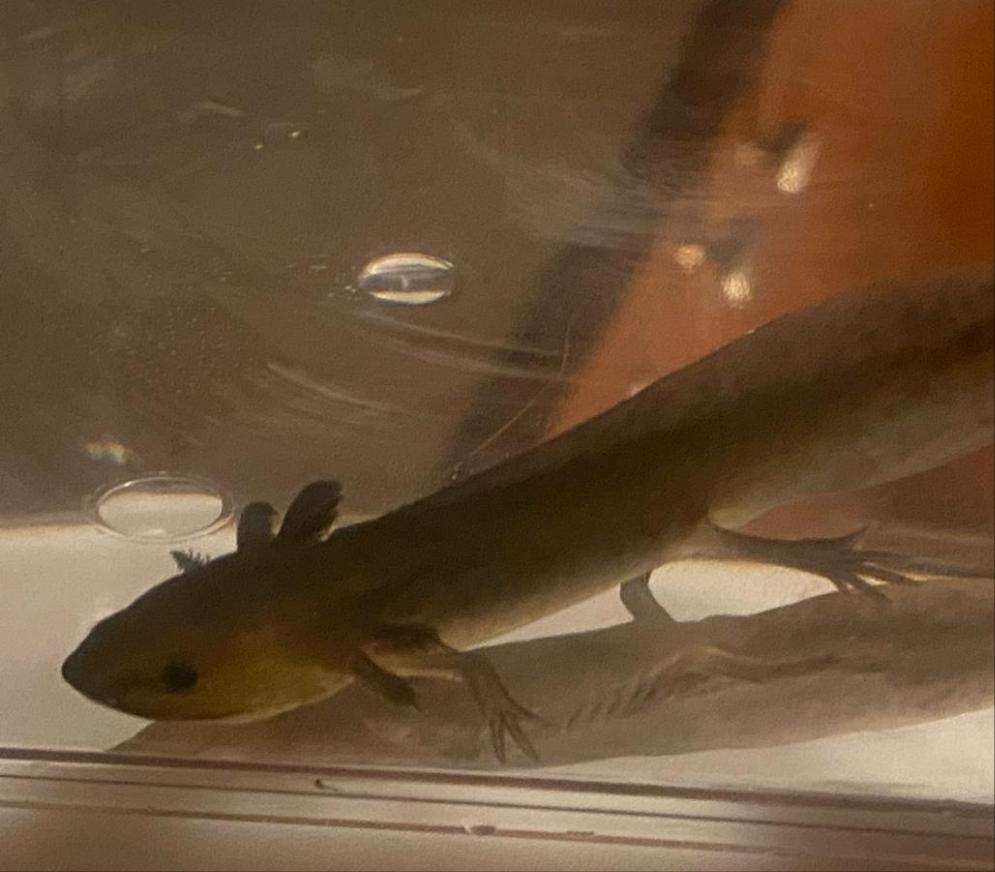 Melanistic GFP Axolotl (Ambystoma mexicanum)