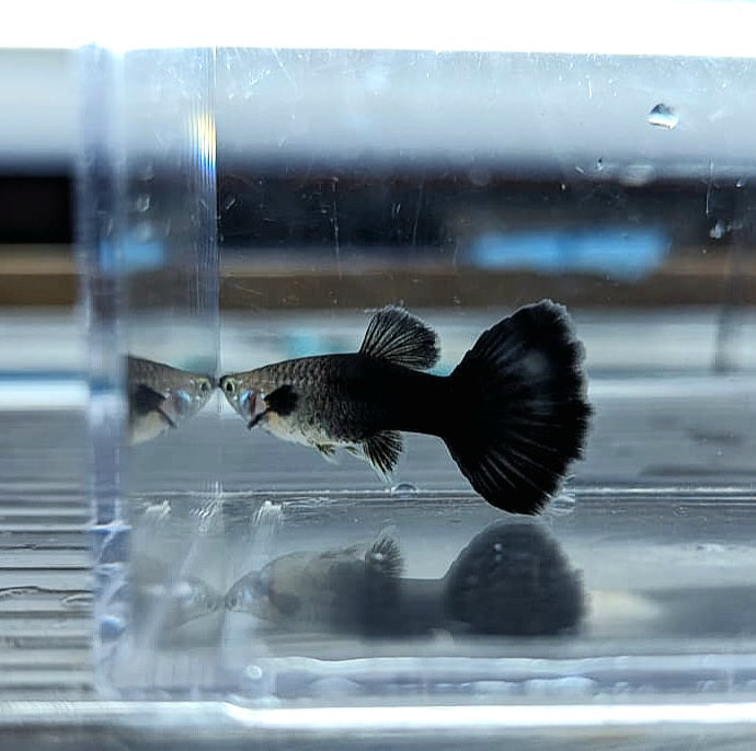 Blue Moscow Guppy (Poecilia reticulata)