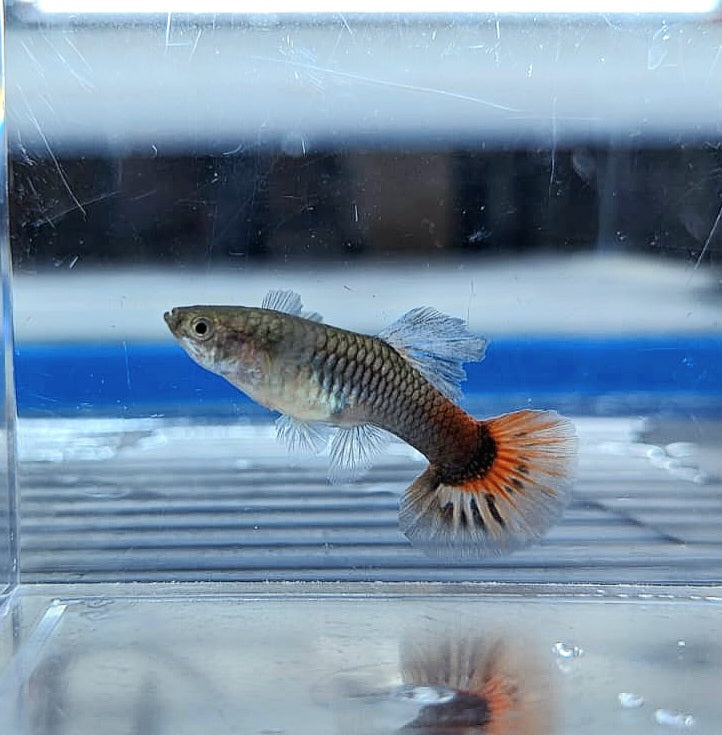 Platinum Red Tail Guppy (Poecilia reticulata)