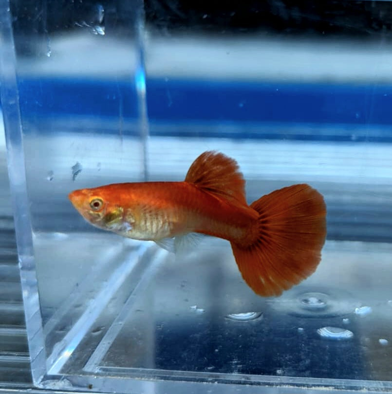 Albino Full Red Guppy (Poecilia reticulata)