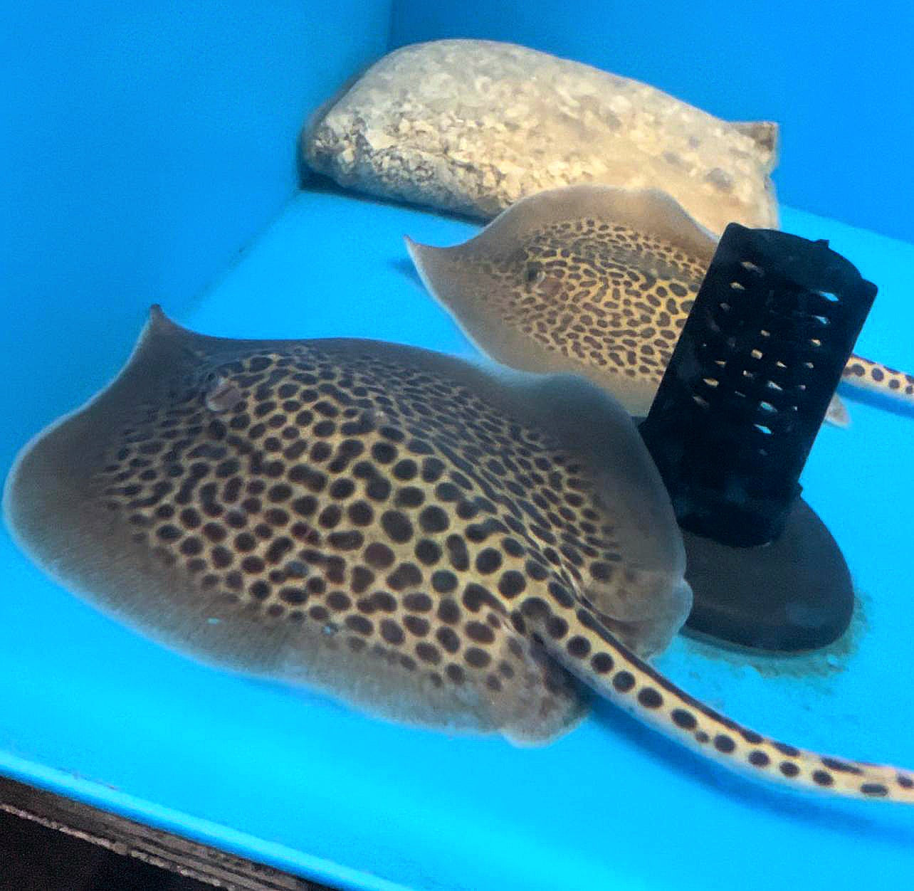 Marble Whiptail Stingray (Fluvitrygon oxyrhynchus)