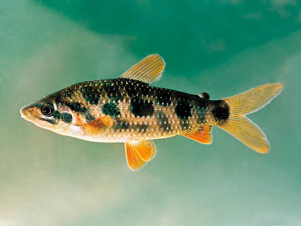 Strawberry Leporinus (Leporinus granti)