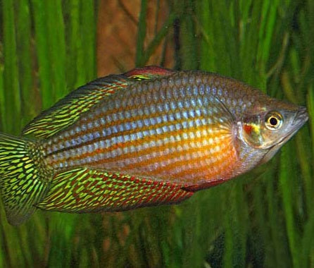 Checkered Ornate Rainbowfish (Melanotaenia splendida inornata)