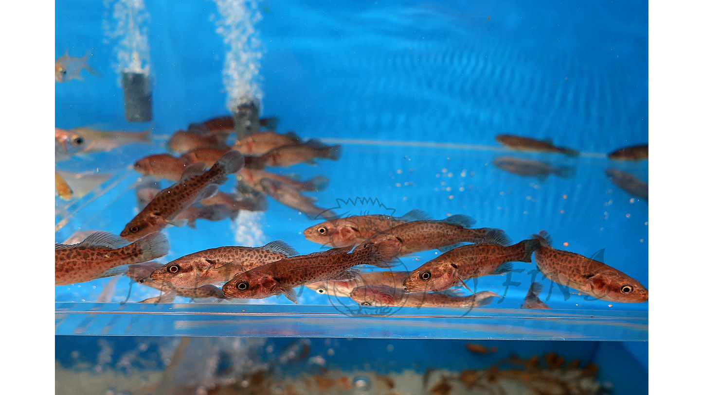 Murray Cod (Maccullochella peelii)