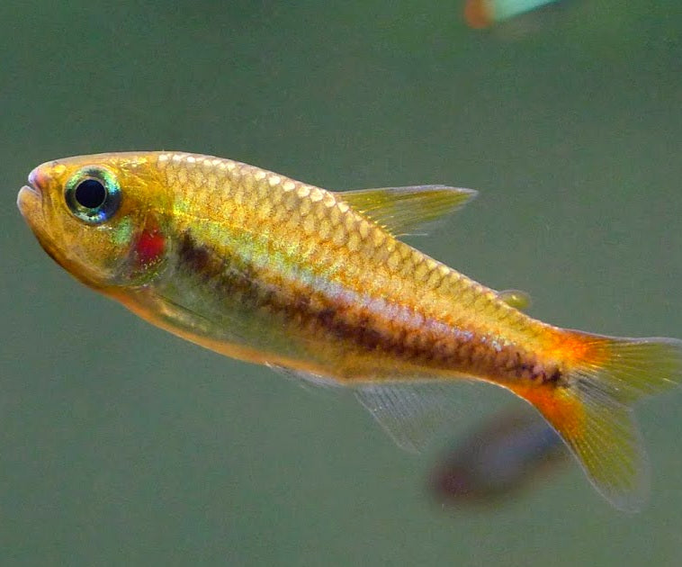 Rainbow Tetra (Hemigrammus skolioplatus)