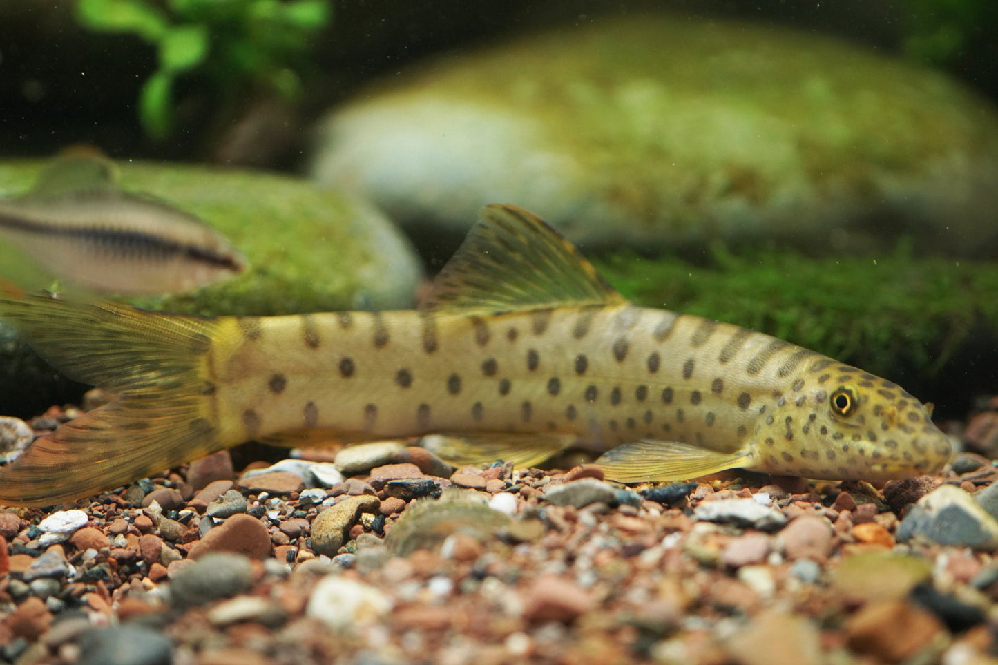 Point Face Golden Loach (Parabotia kiangsiensis)