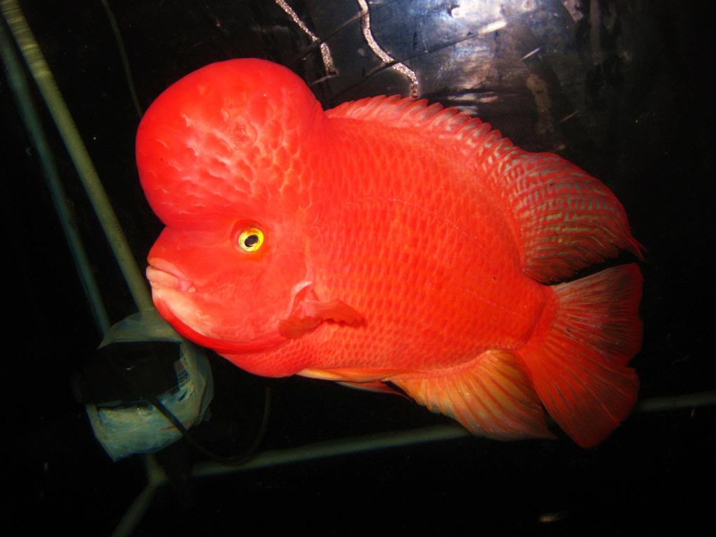 Super Red Monkey Flowerhorn Cichlid (Vieja sp)