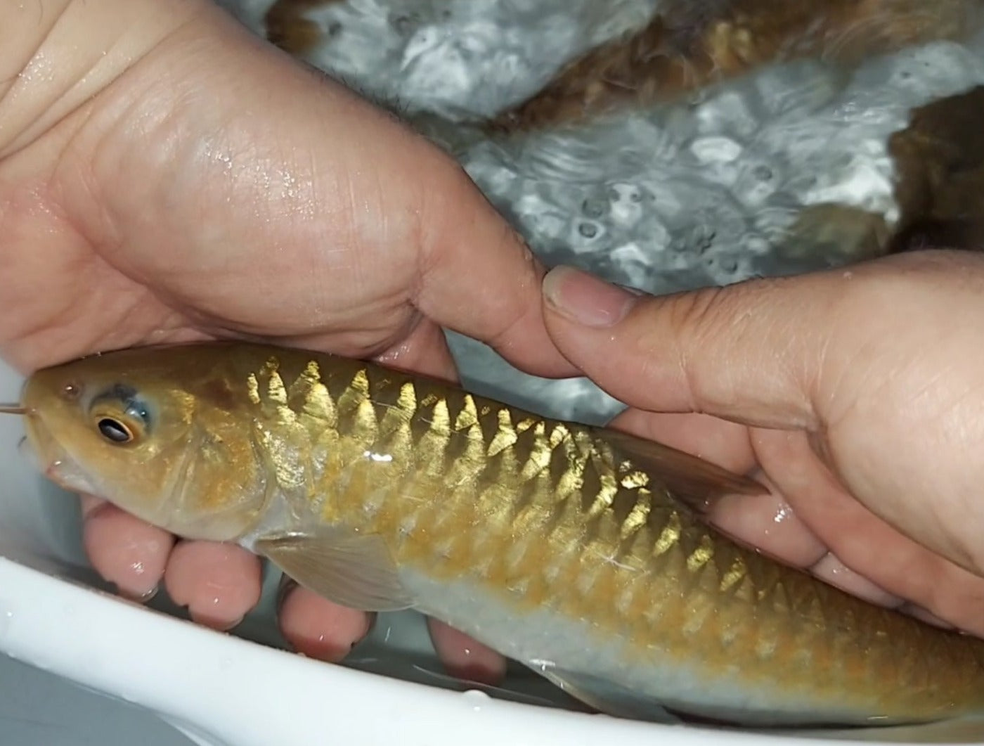 Thai Mahseer (Tor tambroides)