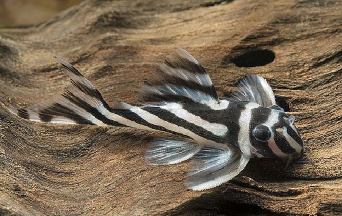 L046 Zebra Pleco (Hypancistrus zebra)