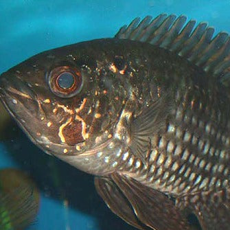 Bigeye Cichlid (Acaronia nassa)