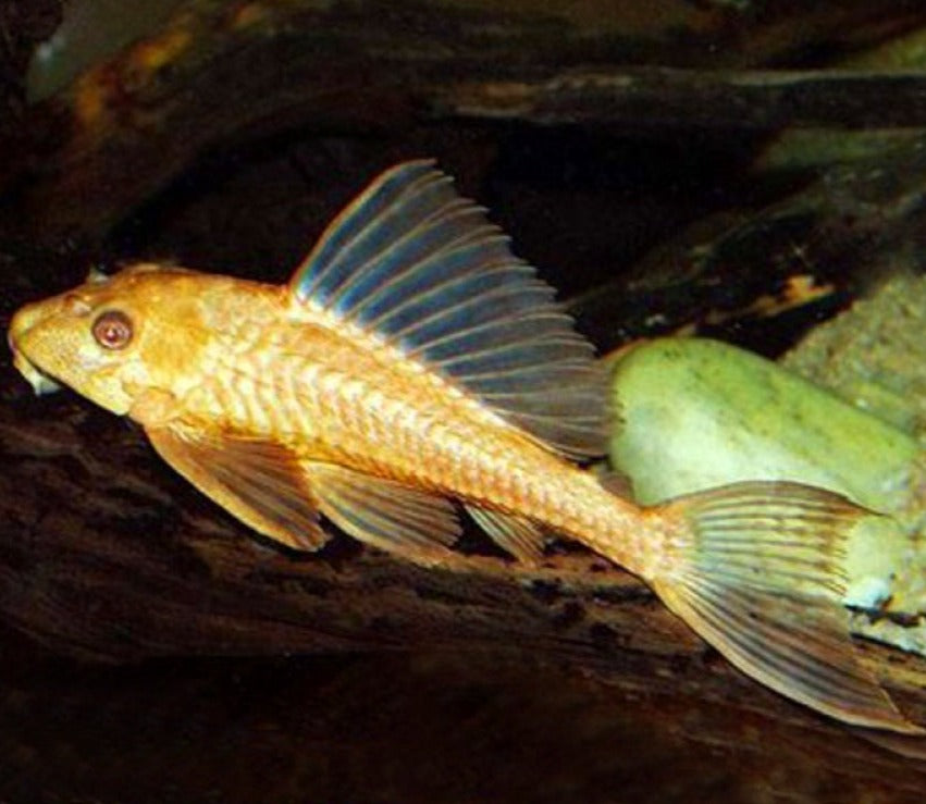 L021 Albino Chocolate Pleco (Pterygoplichthys pardalis)