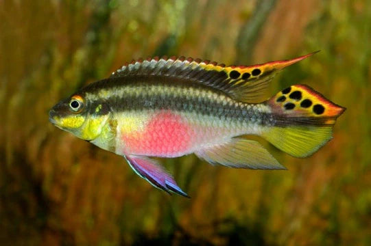 Nigerian Red Kribensis Cichlid (Pelvicachromis taeniatus)