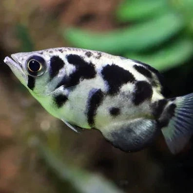 Burmese Clouded Archerfish (Toxotes blythii)