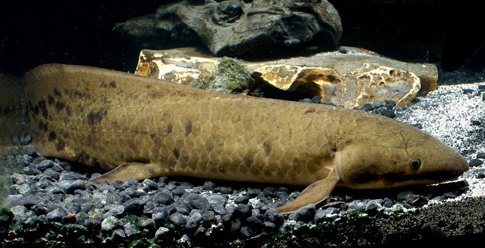 Australian Lungfish (Neoceratodus forsteri)