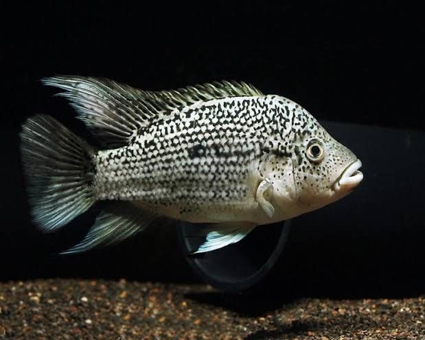 Haitian Cichlid (Nandopsis haitiensis)