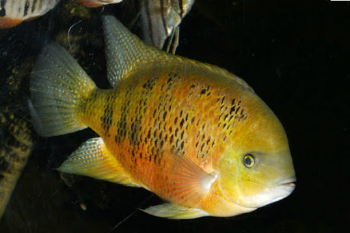 Golden Mojarra Cichlid (Herichthy bocourti )