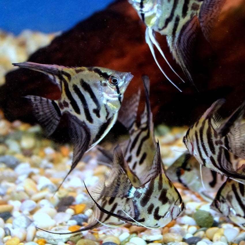 Pinoy Clown Angelfish (Pterophyllum scalare sp)