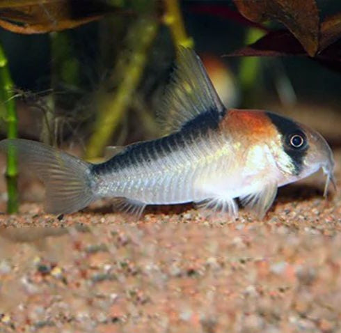 Adolfoi Cory Catfish (Corydoras adolfoi)