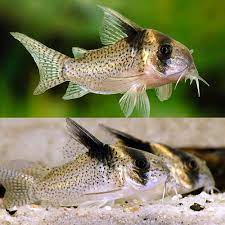 CW27 Hi Fin Spotted (Corydoras cf. brevirostris)