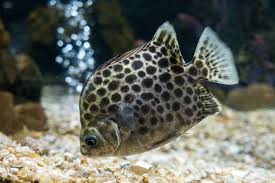 Green Scat (Scatophagus argus)