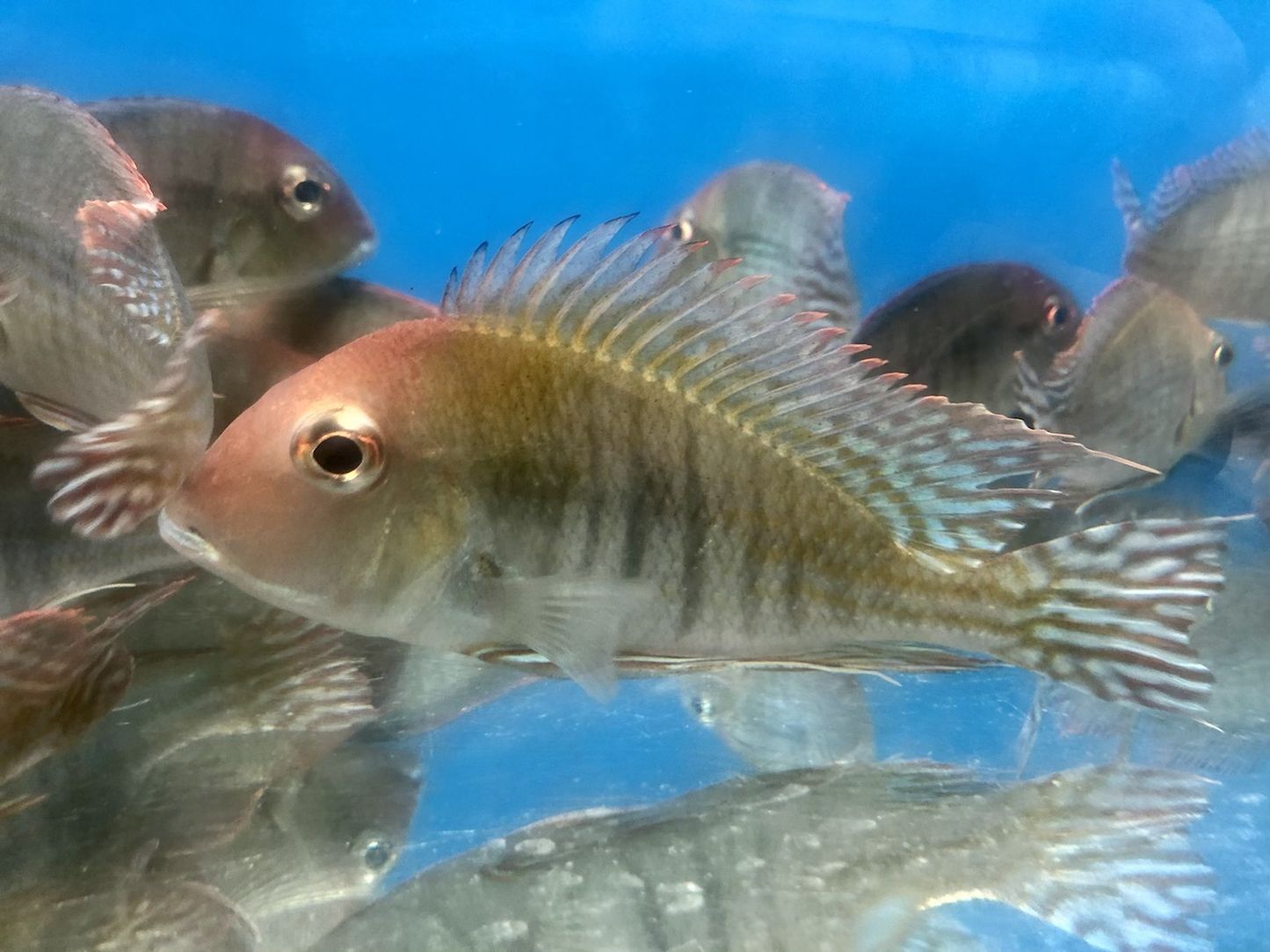 Red Head 'Tapajos' Geophagus (Geophagus sp)