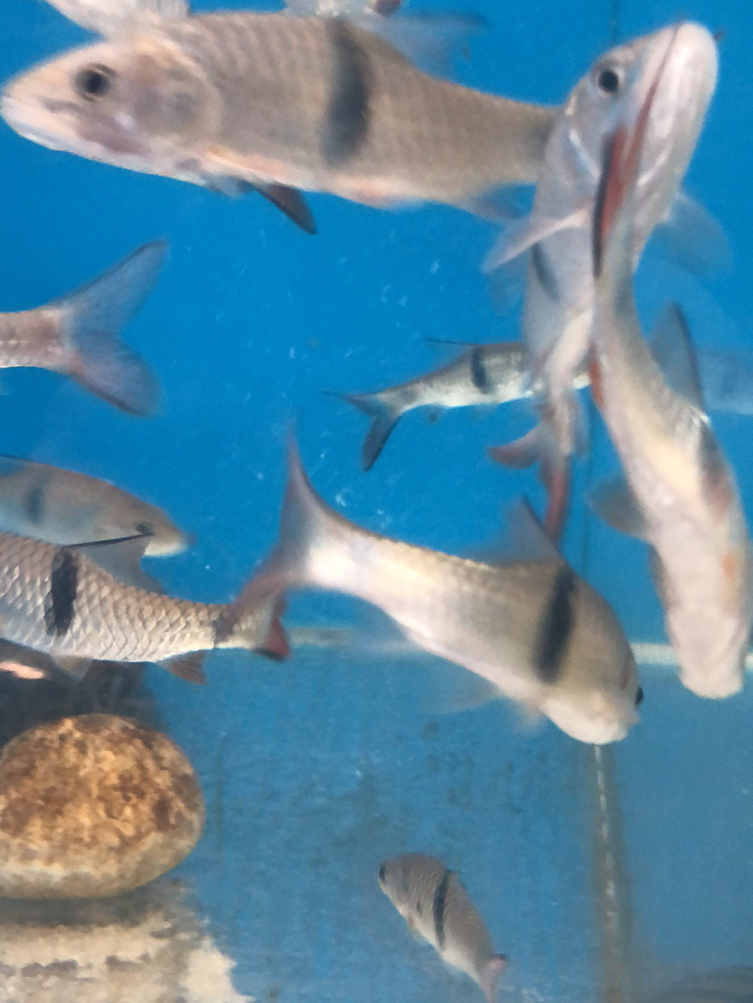 Hampala Barb (Hampala macrolepidota)