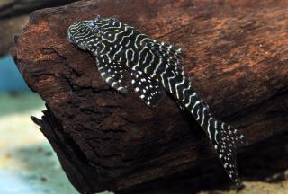 L257 Tiger Pleco (Pseudolithoxus tigris)