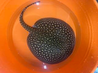 Falkneri Stingray (Potamotrygon falkneri)