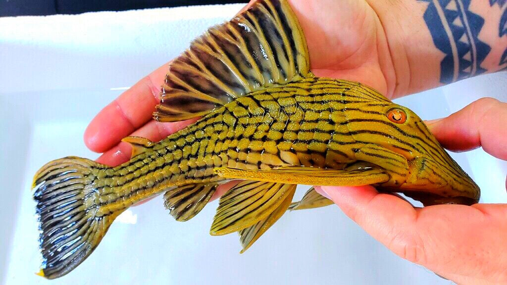 L027 Tocantins Gold Line Royal Pleco (Panaque armbrusteri)