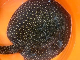 Otorongo Stingray Potamotrygon Castexi