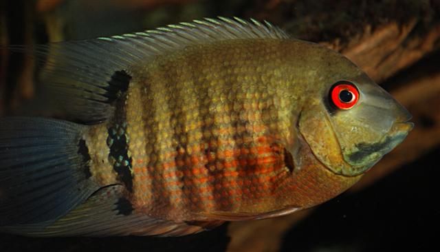 Red Mouthbrooder Severum (Heros liberifer)