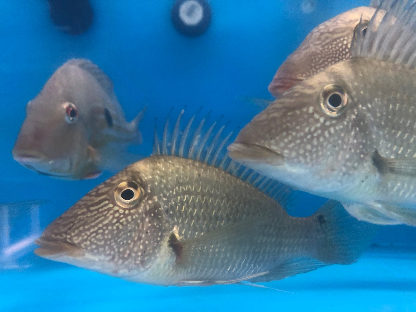 Glitter Scale Eartheater (Geophagus mapiritensis)