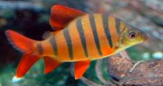 Six Banded Distichodus (Distichodus sexfasciatus)
