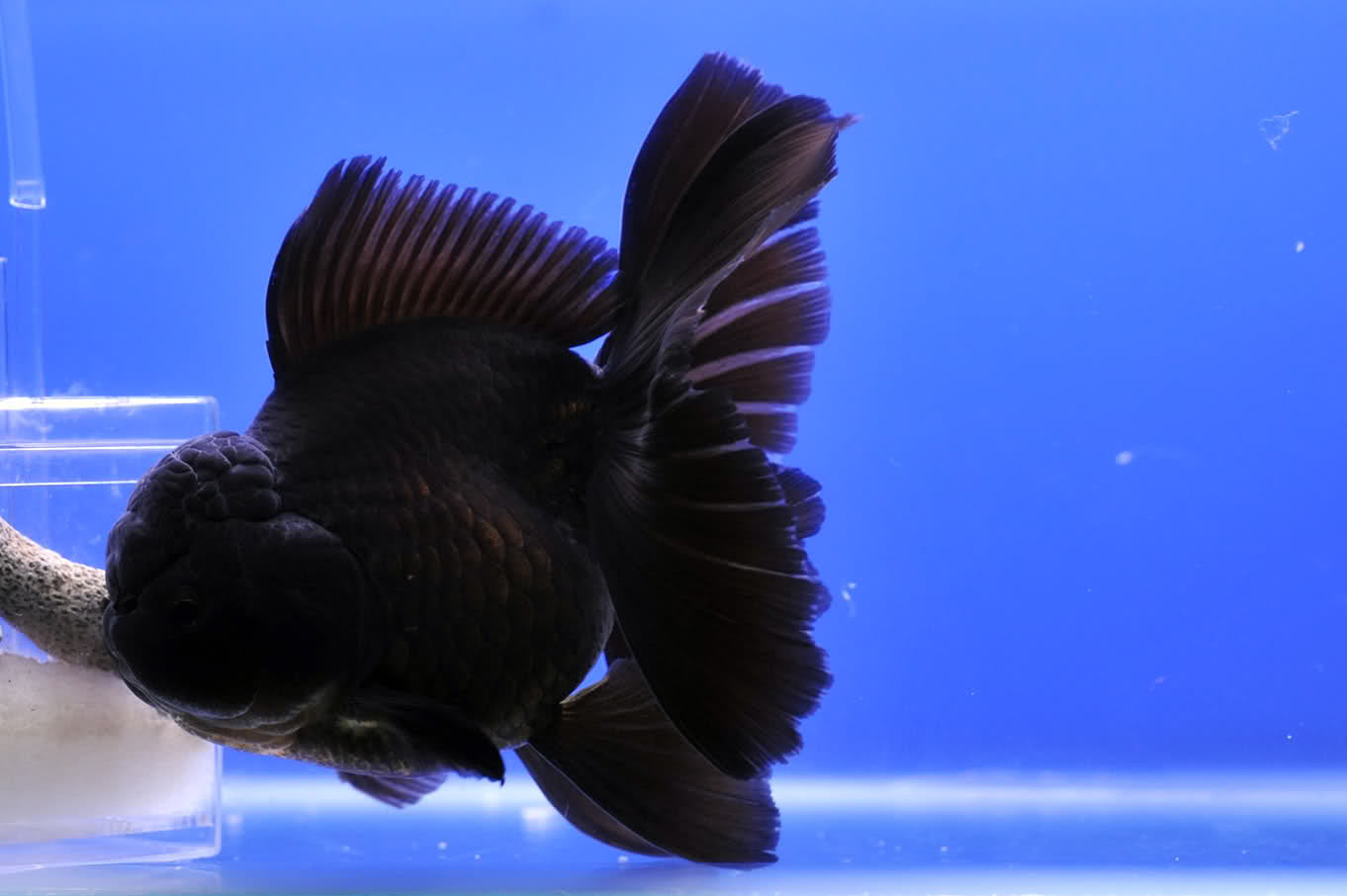 Black Oranda Goldfish (Carassius auratus)