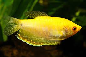 Gold Gourami
(Trichogaster trichopterus)