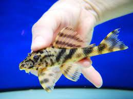 L387 Gold Zebra Peckoltia (Ancistomus sp)