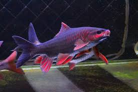 Red Phoenix Barb (Spinibarbus denticulatus)