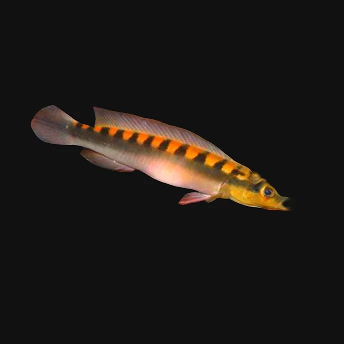 Flamengo Pike Cichlid (Crenicichla acutirostris)