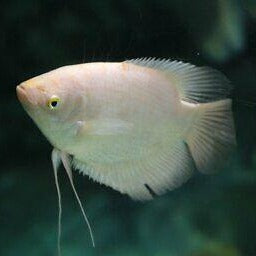 Golden Giant Gourami (Osphronemus goramy)