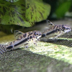 Salt and Pepper Dwarf Cory Catfish (Corydoras habrosus)