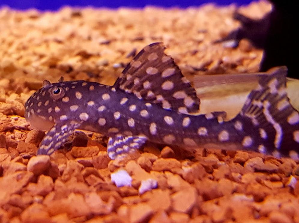 Sertanejo Sailfin Pleco (Hypostomus sertanejo)