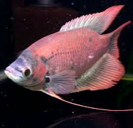 Giant Ruby Red Gourami (Osphronemus septemfasciatus sp)