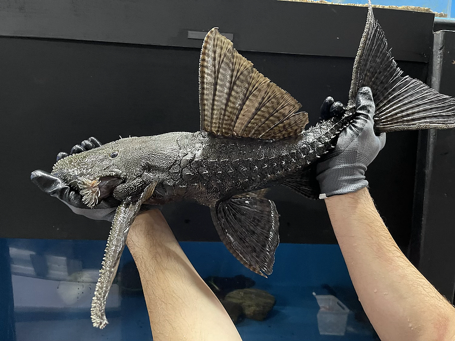L186 Giant Black Cactus Pleco (Pseudacanthicus major)