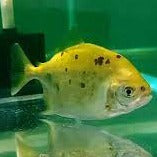 Folha Silver Dollar (Utiaritichthys longidorsalis)